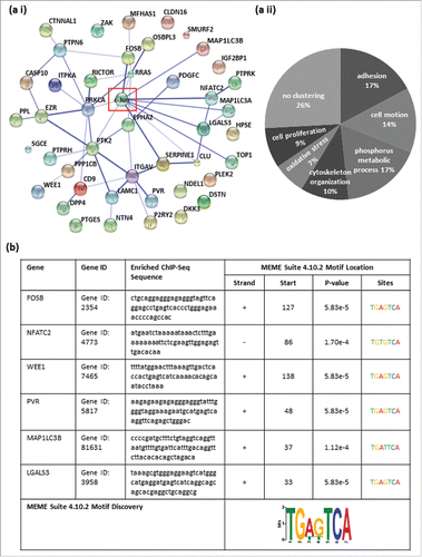 Figure 1. All identified potential c-Jun target genes share cancer-relevant molecular functions and contain classical or non-classical AP-1 recognition sequences in their promoter/enhancer regions. (a i) Predicted relation between the 44 identified target genes and the transcription factor c-Jun via STRING. (a ii) Functional annotation clustering using the category GOTERM_BP_FAT resulted in 7 different significantly enriched annotation clusters (ACs). The ACs contained genes that could be summarized according to their molecular function: adhesion (enrichment score (ES): 2.76), cell motion (ES: 2.42), phosphorus metabolic process (ES: 1.84), cytoskeleton organization (ES: 1.62), response to oxidative stress (ES: 1.46) and positive regulation of cell proliferation (ES: 1.14). (b) The promoter/enhancer regions of FosB, WEE1, PVR and LGALS3 contained the classical AP-1 binding sequence with 100% agreement (FosB: 5′-TGA G TCA-3′, WEE1: 5′-TGA(C/G)TCA-3′, PVR: 5′-TGAGTCA-3′, and LGALS3: 5′-TGA G TCA-3′). In the promoter/enhancer regions of NFATC2 and MAP1LC3B, the AP-1 binding motifs each contained a one base pair exchange (NFATC2: 5′-TGA C ACA-3′ and MAP1LC3B: 5′-TGA T TCA-3′). The potential c-Jun binding sites were validated in all 6 detected potential target genes as DNA-motifs, identical or similar to the AP-1 recognition sequence, using the Motiv Discovery program MEME.
