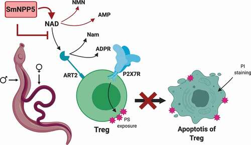 Figure 6. Diagrammatic representation of NAD induced T cell death (NICD) and its inhibition by rSmNPP5 and live schistosomes. A Treg cell is depicted (green) with its surface P2X7 receptor (P2X7R, blue) and ADPR ribosyl transferase ART2 (teal). NAD is a substrate for ART2 which generates nicotinamide (Nam) and ADPR; transfer of ADPR to P2X7R triggers apoptosis and this process results in exposure of phosphatidylserine (PS, pink star shapes) at the T cell surface. Cell membrane permeability increases which permits propidium iodide (PI) entry and signals late-stage apoptosis. Adult male and female schistosomes (left), through the action of surface ectoenzyme SmNPP5 (pink box), cleave extracellular NAD to NMN and AMP thus removing the ART2 substrate and preventing NAD induced Treg apoptosis.