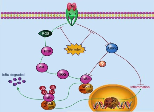 Figure 7 Schematic model illustrating the potential pathway associated with genistein’s inhibition of tumor necrosis factor (TNF)-α-induced inflammation.