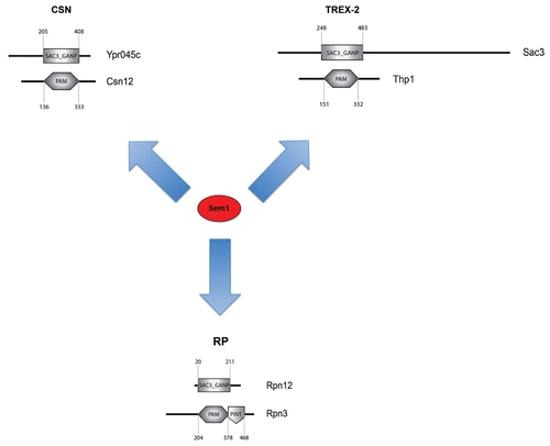 Figure 2 Association of Sem1 with target complexes. The RP of the proteasome, TREX-2 and the CSN are the three complexes in budding yeast, which contain PAM and Sac3_GANP domains and feature Sem1 as a component.
