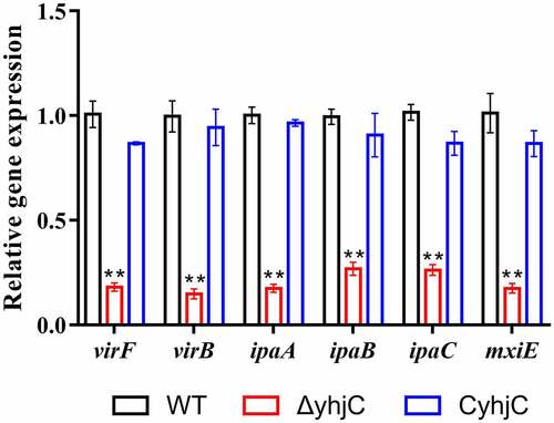 Figure 4. yhjC deletion downregulates the expression of the main virulence genes of Shigella. The expression levels of virF, virB, ipaA, ipaB, ipaC, and mxiE were significantly downregulated in ΔyhjC. Data were generated from triplicate experiments and have been presented as mean ± SD. p-values were determined by using unpaired Student’s t-test (*p < 0.05; **p < 0.01; ***p < 0.001)