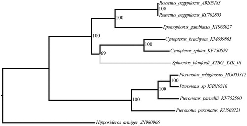 Figure 1. The ML phylogenetic tree for S. blanfordi based on other 10 species (1 in Hipposideros, 4 in Pteronntus, 2 in Cynopterus, 1 in Epomophorus, and 2 in Rousettus) mitochondrial genomes.