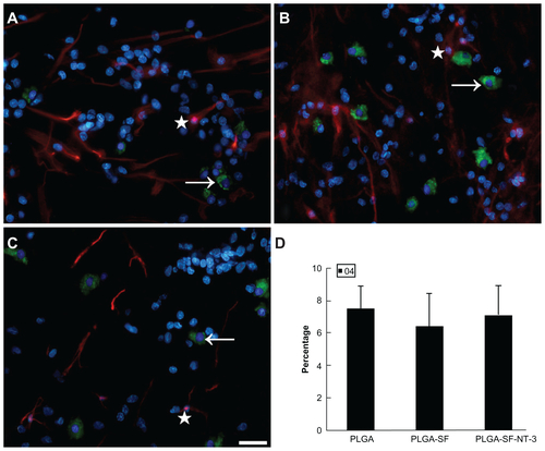 Figure S1 NSCs and SCs were cultured in the scaffold for 14 days. Cells were immunostained in (A) PLGA only; (B) PLGA-SF; (C) PLGA-SF-NT-3 group with markers for astrocytes (GFAP; star; red), and oligodendrocytes (O4; arrow; green). Nuclei were stained by DAPI (blue); (D) Cells with staining of O4 were manually counted. There was no statistical difference among groups (P > 0.05; n = 3 for each group).Note: Scale bar = 20 μm in A–C.Abbreviations: NSCs, neural stem cells; SCs, Schwann cells; PLGA, poly-(lactic acid-co-glycolic acid); SF, silk fibroin; NT-3, neurotrophin-3; GFAP, glial fibrillary acidic protein; DAPI, 4′,6-diamidino-2-phenylindole.