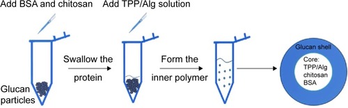 Figure 1 Preparation of GMP-BSA.Notes: The hollow porous glucan particles were purified from baker’s yeast, and the cores were synthesized in an electrostatic interaction format. The inner core is the particle formed from BSA and chitosan/tripolyphosphate (TPP)/alginate (Alg), and the outer shell is β-glucan.Abbreviations: BSA, bovine serum albumin; GMP-BSA, BSA-loaded glucan particles.