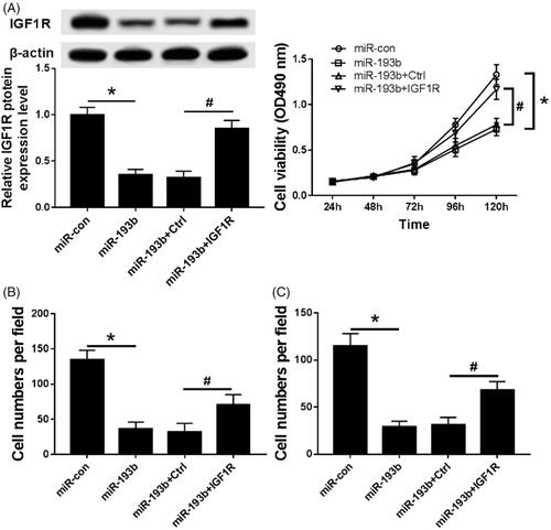 Figure 5. Overexpression of IGF1R partially reverses the inhibitory effect of miR-193b on proliferation, migration and invasion of Caki-1 cells. (A) The effect of overexpression of IGF1R on the expression of IGF1R in CaKi-1 cells; (B) The effect of overexpression of IGF1R on the activity of CaKi-1 cells; (C) The effect of overexpression of IGF1R on the migration and invasion of Ki-1 cells; Compared with the MiR-con group, *p < .05; Compared with the MiR-193b + Ctrl group, #p < .05.