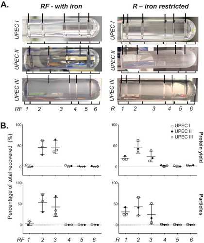 Figure 1. Fractionation of UPEC crude MVs by density gradient centrifugation. (a) UPEC I, II and III indicate three replicates prepared on different days. Density gradient fractionation of three replicate crude MV preparations from UPEC 536 grown with (RF) and without (R) iron supplementation. Density gradient banding in the tubes have individual fractions bracketed and are labelled from low to high density with visible bands marked with lines. (b) Protein amount and particle count are graphed as a percentage per fraction of all recovered. Error bars are mean ± standard deviation.