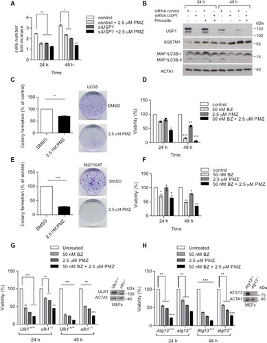 Figure 11. Pimozide affects cellular growth and colony-forming efficiency. (a and b) U2OS cells were transfected with scrambled or USP1-specific siRNA. After 72 h, the cells were either left untreated or grown in the presence of 2.5 μM pimozide (PMZ). Cells were counted at time 0, 24 and 48 h post drug addiction. (a) The graph indicates the means ± SD of cell number increase after 24 and 48 h with respect to time 0. N = 3 independent experiments. (b) Western blot analysis after 24 and 48 h of treatment for each condition to monitor USP1, MAP1LC3B and SQSTM1 levels. ACTA1 was used as loading control. (c) and (e) Effect of pimozide on colony formation assay in U2OS cells (c) or MCF10AT cells (e). Cells were treated with 2.5 μM pimozide for 2 wks, before processing. The graphs report the average colony-forming efficiency of 3 independent experiments. Colonies were counted using imageJ software; ** = P < 0.001 and *** = P = 0.0001. Representative images are shown at the right side of each graph. (d and f) U2OS (d) and MCF10AT (f) cells were left untreated, or treated with 50 nM bortezomib, 2.5 µM pimozide, or a combination of the 2 drugs. 24 and 48 h later, cell viability was measured by means of a fluorimeter after labeling with a commercial kit. The graph indicates the means ± SD, n = 3 independent experiments. Ulk1+/+ and ulk1−/- MEFs (g) or Atg13+/+ and atg13−/- MEFs (h) were left untreated, or treated with 50 nM bortezomib, 2.5 µM pimozide, or a combination of the 2 drugs. 24 and 48 h later, cell viability was measured by means of a fluorimeter after labeling with a commercial kit. The graphs indicate the means ± SD, n = 3 independent experiments.