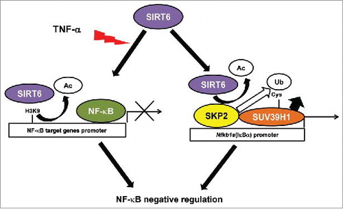 Figure 1. Dual Regulation of NF-κB signaling by SIRT6. SIRT6 regulates NF-κB pathway hyperactivation in two ways: First, SIRT6 deacetylates H3K9 in promoters of NF-κB target genes and, subsequently, induces specific gene silencing; Second, SIRT6 promotes suppressor of variegation 3–9 homolog 1 (SUV39H1) cysteine monoubiquitination by recruiting and regulating the E3-ubiquitin ligase S-phase associate protein kinase 2 (SKP2) inducing the dissociation of SUV39H1 from the promoter of Nfkb1a, the gene encoding the NF-κB negative regulator, IκBα. This in turn inhibits NF-κB nuclear localization and promotes a general downregulation of the pathway. Ac: acetyl. Ub: ubiquitin.