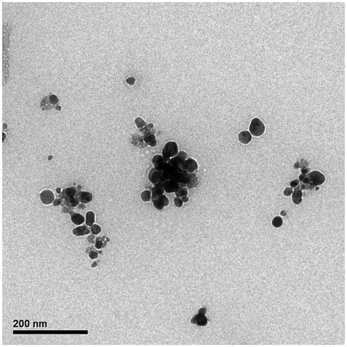 Figure 5. TEM images of synthesized AgNPs using green synthesis method.