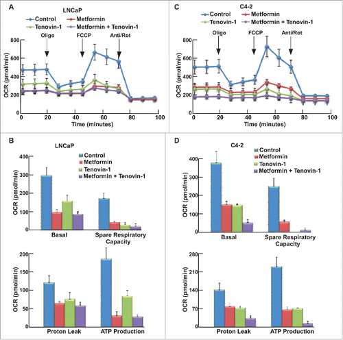 Figure 4. Tenovin-1 potentiated metformin-induced impair of mitochondrial function in C4-2 but not in LNCaP cells. (A, C) OCR under single or both drug treatment was measurement by Seahorse XFe24 analyzer. Cells were seeded in XFe24 cell culture microplates, treated with metformin, Tenovin-1 or both for 24 hours, and subjected to the protocol for mitochondria tolerance test in which oligomycin, FCCP and Rotenone/antimycin A were added at the time points indicated. (B, D) Calculated basal respiratory rate, spare respiratory capacity, proton leak and ATP production.