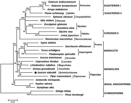 Figure 1. Neighbor-joining (NJ) tree based on the chloroplast protein-coding genes of 26 taxa including A. sieboldii. Sequences of 65 chloroplast protein-coding gene from 26 taxa were aligned using MAFFT (http://mafft.cbrc.jp/alignment/server/index.html) and used to generate NJ phylogenetic tree by MEGA 6.0 (Tamura et al. Citation2013). The numbers in the nodes indicated the bootstrap support values (>50%) from 1000 replicates. Chloroplast genome sequences used for this tree are: Acorus americanus, NC_010093; Amborella trichopoda, NC_005086; A. sieboldii, MG551543; Atropa belladonna, NC_004561; Calycanthus floridus, NC_004993; Drimys granatensis, DQ887676; Eucalyptus globulus, NC_008115; Ginkgo biloba, NC_016986 (outgroup); Glycine max, NC_007942; Liriodendron tulipifera, NC_008326; Lotus japonicus, NC_002694; Nuphar advena, NC_008788; Nymphaea alba, NC_006050; Oenothera elata, NC_002693; Panax schinseng, NC_006290; Phalaenopsis aphrodite, NC_007499; Pinus thunbergii, NC_001631 (outgroup); Piper coenoclatum, DQ887677; Ranunculus macranthus, NC_008796; Saccharum officinarum, NC_006084; Solanum bulbocastanum, NC_007943; Solanum lycopersicum, DQ347959; Spinacia oleracea, NC_002202; Typha latifolia, NC_013823; Vitis vinifera, NC_007957; Yucca schidigera, NC_032714.