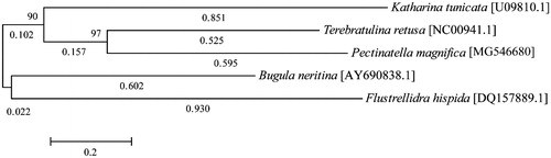 Figure 1. Maximum likelihood trees inferred from coding sequences of all 13 mitochondrial genes of five species of Bryozoa; Terebratulina retusa (NC00941.1), Katharina tunicata (U09810.1), Bugula neritina (AY690838.1), and Flustrellidra hispida (DQ157889.1) as the out group. The heuristic search (using the 50% majority-rule with 1000 bootstrap replicates) shows P. magnifica (MG546680) as a related species to the phylum Bryozoa, with a relationship similar to that of other phylogenies.