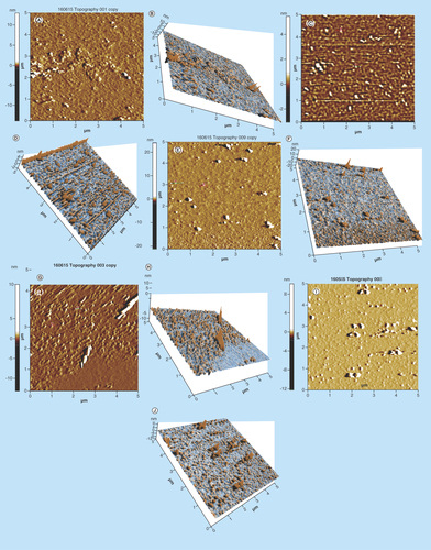 Figure 7.  AFM topographical image.AFM micrograph of C-AuNPs. (A–J) depicting shape, size, height, roughness and 3D topographical image due to natural properties of PEs. (A & B) and (C & D) graphical representation of morphology, size and 3D topographical image of C-AuNPs from extracts of flower and leaves of Ocimum tenuiflorum; (E & F) flower extract of Azadirachta indica; (G & H) leaves extract of Mentha spicata; and (I & J) peel extract of Citrus sinensis fruit, respectively. Every graph shows different size and morphology with a histogram of C-AuNPs.C-AuNP: Capped gold nanoparticle; PE: Plant extract.
