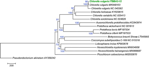 Figure 1. Evolutionary relationships of Trebouxiophyceae species based on mitogenomes. The tree was inferred using the Maximum Likelihood method and rooted with Pseudendoclonium akinetum. Bootstrap supports for clades (1000 replicates) are shown above the branches. Evolutionary analyses were conducted in MEGA7 (Kumar et al. Citation2016).