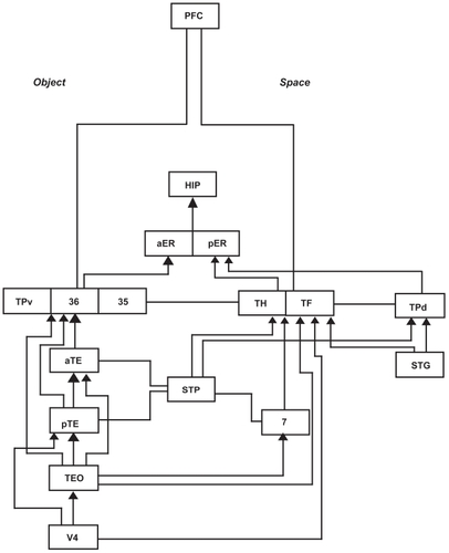 Figure 3 Copyright © 1996, Elsevier. Adapted with permission from CitationNakamura K, Kubota K. 1996. The primate temporal pole: Its putative role in object recognition and memory. Behav Brain Res, 77:53–77.