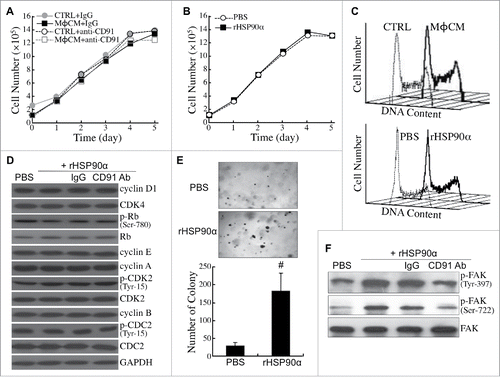 Figure 7. eHSP90α had a stimulatory effect on HPDE cell anchorage independence but not cell proliferation. (A) Growth curves of HPDE cells treated with control medium (CTRL) or MφCM for 1 to 5 days in the presence of control IgG or anti-CD91 antibody. Trypan blue exclusion assay was performed to count the numbers of viable cells. The data represent the averages of three independent experiments, and each experiment was performed in triplicate. (B) Growth curves of HPDE cells treated with PBS or 15 μg/ml of rHSP90α for 1 to 5 days. Trypan blue exclusion assay was performed, and the averages of three independent experiments are shown. (C) Flow cytometric analyses of the cell-cycle phase distribution of control medium (CTRL)- vs. MφCM-treated HPDE cells (upper panel) and PBS- vs. rHSP90α-treated HPDE cells (lower panel). HPDE cells were treated for 24 h and trypsinized for ethanol fixation and propidium iodide staining. The histograph of cell-cycle phases was obtained from 10000 cells analyzed using a FACSCalibur flow cytometer. (D) The levels of cyclin D1, CDK4, Ser-780-phosphorylated Rb, Rb, cyclin E, cyclin A, Tyr-15-phosphorylated CDK2, CDK2, cyclin B, Tyr-15-phosphorylated CDC2, CDC2, and GAPDH in HPDE cells treated with PBS, 15 μg/ml rHSP90α, or 15 μg/ml rHSP90α plus preimmune IgG or anti-CD91 antibody. (E) Soft-agar colony-forming assay of PBS or rHSP90α-treated HPDE cells. HPDE cells (2000 cells seeded on the soft-agar layer in each well of a 6-well plate) were treated with or without 15 μg/ml rHSP90α and refreshed every 3 days for 3 weeks. The colonies were stained with Giemsa and photographed under a microscope (100 ×); only colonies consisting of ≥80 cells were counted. The mean ± SD values of three independent experiments are shown, and each experiment was performed in triplicate. #, P < 0.05 when compared with the data of PBS-treated cells. (F) Phosphorylated FAK and total FAK levels in HPDE cells treated with PBS, rHSP90α, or rHSP90α plus control IgG or anti-CD91 antibody.