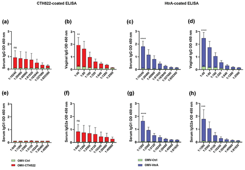 Figure 3. Humoral immune responses to C. trachomatis antigens. ELISA was used to assess antibody responses. (a-b) Post-vaccination kinetics of total serum and vaginal IgG against CTH522. (c-d) Post-vaccination total serum and vaginal IgG against HtrA. (e-f) pattern of IgG1 and IgG2a antibody responses specific to CTH522 in serum post-vaccination. (g-h) Post-vaccination IgG1 and IgG2a antibody responses specific to HtrA in serum. The error bars represent the standard error of mean (SEM). GraphPad Prism version 8.0 was used to analyze the statistically significant difference between the OMV-CTH522/OMV-HtrA and OMV-Ctrl vaccinated groups using ANOVA and Sidak’s multiple comparisons test. *p < .05, **p < .01, ***p < .001, ****p < .0001 and ns (not significant).