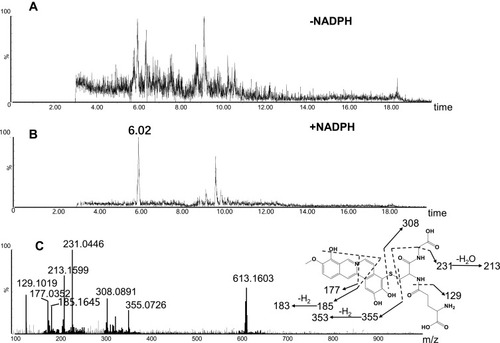 Figure 6 Identification of metabolite M4: BRB was incubated with mouse liver microsomes fortified with NADPH and GSH at 37 °C for 1h, followed by LC-MS/MS analysis. Extracted ion chromatogram of M4 obtained from LC-Q-TOF/MS analysis of MLMincubations containing berberrubine and GSH in the absence (A) or presence (B) of NADPH; MS/MS spectrum of M4 (C).
