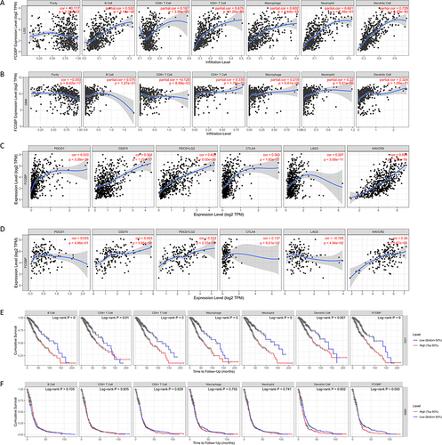 Figure 10 (A) Relationship between FCGBP expression and six types of immune cell infiltration in LGG; (B) Relationship between FCGBP expression and six types of immune cell infiltration in; (C) Correlation of FCGBP with six classical immune checkpoint expressions in LGG; (D) Correlation of FCGBP with six classical immune checkpoint expressions in GBM; (E) KM survival curve of six immune cell infiltration and FCGBP expression in LGG; (F) KM survival curve of six immune cell infiltration and FCGBP expression in GBM.