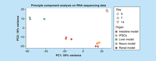 Figure 4. Principle component analysis on RNA sequencing data of the liver, intestine, brain and kidney model cultivated over 0, 7 and 14 days in the four-organ-chip.Five different human iPSC lines were analyzed for comparison.iPSC: Induced pluripotent stem cell.