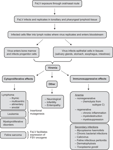 Figure 1 Pathogenesis of feline leukemia virus (FeLV) showing common entry route of virus, sites of viral replication, and pathological consequences of infection.