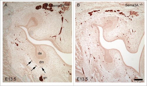 Figure 2. Immunohistochemical localization of nerve fibers in Sema3A+/+ (A) and Sema3A−/− (B) bud stage molar tooth germs at E13.5. Nerves in the Sema3A−/− molars and mandible mesenchyme exhibit apparent defasciculation as well as abnormal patterning and tooth target innervation (e.g. ectopic expression in the condensed dental mesenchyme and next to the dental epithelium). In contrast, in the Sema3A+/+ tooth, germ dental nerves show organized, appropriate target innervation (arrows). Abbreviations: cm, condensed dental mesenchyme; de, dental epithelium. Scale bar: 100 µm.