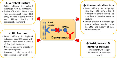 Figure 2 The anti-fracture effects of denosumab in vertebral, non-vertebral, hip, wrist and other fractures.