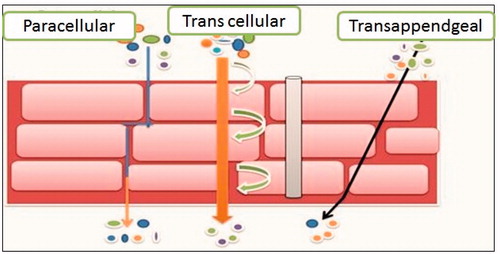 Figure 2. Drug permeation pathway through skin.