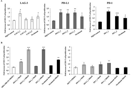 Figure 4. Effects of the novel antibodies on lymphocyte proliferation. A. Proliferation of hPBMCs after stimulation with PHA at 2.5 μg/mL in the absence or in the presence of the immunomodulatory antibodies. Fold increase of CD3+ T cell proliferation determined by the indicated selected antibodies was measured by anti-CD3 staining by FACS with respect to activation of hPBMCs with PHA at 2.5 μg/mL in the absence of antibodies or in the presence of an unrelated IgG4. B. Effects of anti-PD-L1 antibodies on Lymphocyte proliferation as induced by tumor cells. Fold increase of hPBMCs proliferation as determined by normalized absorbance values obtained by ELISA with anti-BrdU antibodies in hPBMCs samples co-cultured with MDA-MB-231 (left panel) or MCF-7 (right panel) tumor cells in the absence (white bar) or in the presence of increasing concentrations (50 nM and 200 nM) of PD-L1_1 (light grey bars) or PD-1_1 (grey bars) antibodies for 72 hours at 37°C. Nivolumab was used, in both the experiments, as a positive control (black bars). Concentration values were reported as the mean at least three determinations in five independent experiments performed by using lymphocytes from 5–8 healthy donors. Error bars depicted means ± SD. P values for the indicated mAbs relative to unrelated IgG4 are: ***P ≤ 0.001; **P < 0.01; *P < 0.05.