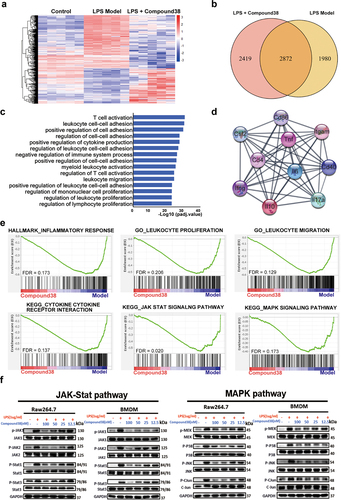 Figure 3. Compound38 inhibits pro-inflammatory gene expression and blocks the inflammatory pathway.