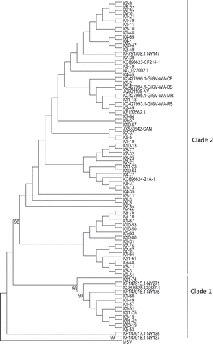 Fig. 1 Phylogenetic tree constructed based on the maximum likelihood method using the nucleotide sequence of V2 open reading frame of Grapevine red blotch-associated virus isolates present in 67 Vitis vinifera accessions. The tree was constructed by using the V2 gene sequence of Maize streak virus (MSV) as an outgroup. The numbers below the branch represent percent support for the clade.