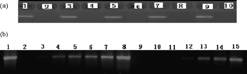 Figure 4 A typical result from duplicate experiments showing different amounts of cDNA template (a) or Taq DNA polymerase (b) on the inhibitory activity of 0.01 mM fullerol (a,b) or TMA C60 (b) against PCR of β-actin cDNA derived from HeLa cells. a, different volumes of cDNA template were 2.5 μL (lane 1,2), 4.0 μL (lane 3,4), 6.0 μL (lane 5,6), 8.0 μL (lane 7,8) and 10.0 μL (lane 9,10), in the absence (lane 1,3,5,7,9) or presence of fullerol (2,4,6,8,10). b, different amounts of Taq DNA polymerase were 3.8 U, 5.7 U, 7.6 U, 9.5 U, 11.4 U, 13.3 U and 15.2 U in the presence of fullerol (lane 2 ∼ 8) or TMA C60 (lane 9 ∼ 15), while lane 1 represented a standard PCR with 3.8 U Taq DNA polymerase and without either fullerol or TMA C60.