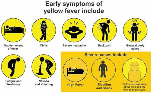 Figure 2. Symptoms of yellow fever.