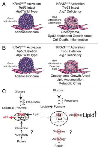 Figure 1. Autophagy maintains functioning mitochondria to support KRASG12D-driven NSCLC tumor metabolism, growth, and fate. (A) When Trp53 is intact in KRASG12D-driven NSCLC, Atg7 deficiency causes accumulation of dysfunctional mitochondria and converts adenomas and adenocarcinomas to oncocytomas, which results in tumor growth arrest and tumor atrophy. (B) With the additional loss of Trp53, Atg7 deficiency still converts adenocarcinomas to oncocytomas, but also causes defective mitochondrial FAO, leading to tumor cell lipid accumulation and metabolic impairment. (C) Tumor cell metabolism regulated by autophagy is oncogene- and tumor suppressor gene-dependent: with the additional loss of Trp53, autophagy preserves mitochondrial FAO and may provide metabolic substrates such as glutamine from protein degradation. RAS-driven cancer cells increase glucose metabolism to support their high energetic and biosynthetic demands. Increased glycolysis enhances conversion of pyruvate to lactate, resulting in insufficient pyruvate to support mitochondrial tricarboxylic acid (TCA) cycle metabolism upon nutrient deprivation. In this case, activated autophagy will degrade proteins and organelles to supply glutamine to maintain mitochondrial metabolism and FAO. When autophagy is blocked, however, depletion of the metabolic substrate glutamine, important for TCA cycle anaplerosis and defective FAO, will lead to tumor cell metabolic catastrophe.