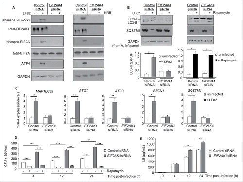 Figure 4. SiRNA-mediated depletion of EIF2AK4 in T84 cells inhibits autophagy activation in response to AIEC infection, increasing AIEC intracellular replication and AIEC-induced inflammation. T84 cells were transfected with control or EIF2AK4-specific siRNA for 36 h and then infected or not with the AIEC LF82 strain for 6 h or incubated with KRB for 1 h (A) or treated with 40 μg/ml rapamycin for 6 h (B). (A) Western blot analysis for the activation of the EIF2AK4-EIF2A-ATF4 pathway. (B) Representative western blot analysis for LC3 and SQSTM1 levels. Quantification of band intensity of LC3-II relative to GAPDH from 3 independent blots was shown in the bottom panel. Values are means ± SEM *, P < 0.05; **, P ≤ 0.005. (C) qRT-PCR analysis for mRNA expression levels of the autophagy genes MAP1LC3B, ATG3, ATG7, BECN1 and SQSTM1. (D) Cells were infected with AIEC LF82 in the presence or absence of 40 μg/ml rapamycin. Intracellular LF82 number was counted on LB agar plates. (E) Secreted IL8 amounts in cell culture supernatant quantified by ELISA. Data are means ± SEM of 6 replicates and are representative of 3 independent experiments. *, P < 0.05; **, P ≤ 0.005; ***, P ≤ 0.001 (C-E).