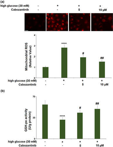 Figure 2. Cabozantinib ameliorated high glucose-induced oxidative stress in hGECs.