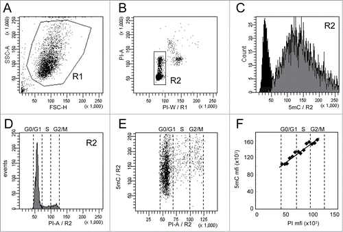 Figure 1. Analysis of 5-methylcytosine (5mC) content in WM266–4 cells by flow cytometry. Asynchronous WM266–4 melanoma cells were labeled with anti-5mC monoclonal antibody prior to DNA staining with propidium iodide (PI). For flow cytometry analysis, cells were selected according to their FSC and SSC parameters (R1 region) (A) and then gated on their PI content (R2 region) (B). 5mC labeling of the R2 cells (gray histogram) and its isotypic control (black histogram) are displayed on a fluorescence histogram with a linear scale (C). Analysis of cell cycle (D) is combined with analysis of DNA methylation, as shown on the dot plot in (E). The graph (F) reports the mean of fluorescence intensities of 5mC (anti-5mC antibody mfi minus isotype control mfi) and PI measured in contiguous intervals (5000 mfi units) on the PI scale.