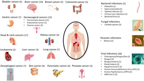 Figure 3. Clinical spectroscopy in cancer and infectious diseases. Infrared (IR) and Raman spectroscopic techniques have been used for the early detection, diagnosis or monitoring of the depicted cancers and infectious diseases (numbers of identified studies are provided in parenthesis). Different experimental variants, sampling modes and sample types have been used for in vivo or ex vivo clinical studies. Details for each disease and main findings of each study published between 2015-2021 are provided in Tables 2 and 3.