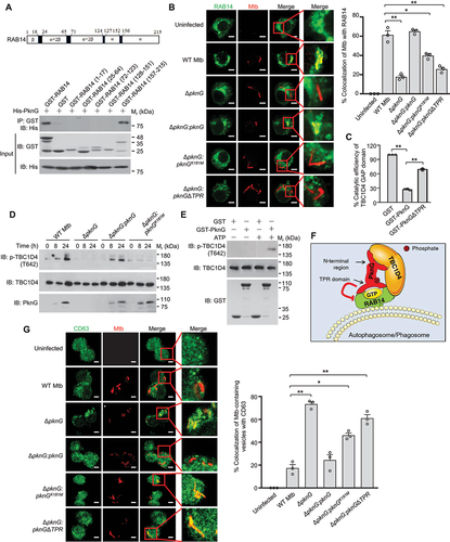 Figure 5. Mtb PknG inhibits RAB14-GTP hydrolyzation to block autophagosome and phagosome maturation. (A) Affinity isolation of His-tagged PknG (8 μg each) by GST-RAB14 (4 μg each) and its truncated forms (2 μg each). (B) Confocal microscopy analysis of U937 cells infected with pHrodoTM Red-labeled WT, ΔpknG, ΔpknG:pknG, ΔpknG:pknGK181M or ΔpknG:pknGΔTPR Mtb strain (red) at a MOI of 1 for 6 h. Cells were then fixed and stained with the antibody against RAB14 (green), and subjected to confocal microscopy analysis (Left). Scale bars: 5 μm. Right, Percent colocalizations of Mtb with RAB14. About 100 cells were counted and analyzed for each biological replicate. Data are shown as mean ± SEM of three independent experiments. *P < 0.05 and ** P < 0.01 denote significant differences among cells infected with different Mtb strains, as analyzed by one-way ANOVA and Tukey’s multiple comparisons test. (C) GAP activity of purified TBC1D4 GAP domain toward His-RAB14 in the presence of GST, GST-tagged PknG or PknGΔTPR in vitro. Data are shown as mean ± SEM of triplicate samples. ** P < 0.01 denotes significant differences among different treatments, as analyzed by one-way ANOVA and Tukey’s multiple comparisons test. (D) Immunoblotting of p-TBC1D4 (T642) in U937 cells infected with the indicated Mtb strains separately at a MOI of 1 for 0 − 24 h. (E) Immunoblotting of PknG-mediated phosphorylation of TBC1D4 (T642) in vitro. His-tagged TBC1D4 and GST-tagged PknG recombinant proteins were incubated together at 30°C for 1 h before being processed for immunoblotting using the p-TBC1D4 (T642) antibody. (F) Proposed model depicting Mtb PknG-mediated suppression of host autophagosome/phagosome maturation by targeting RAB14 and TBC1D4. (G) Confocal microscopy analysis of autophagosome/phagosome maturation in U937 cells. Cells were infected with pHrodoTM Red-labeled WT, ΔpknG, ΔpknG:pknG, ΔpknG:pknGK181M or ΔpknG:pknGΔTPR Mtb strain (red) at a MOI of 1 for 6 h. Cells were then fixed and stained with the antibody against CD63 (green), and were subjected to confocal microscopy analysis (Left). Scale bars: 5 μm. Right, Percent colocalizations of Mtb-containing vesicles with CD63. About 100 cells were counted and analyzed for each biological replicate. Data are shown as mean ± SEM of three independent experiments. *P < 0.05 and ** P < 0.01 denote significant differences among cells infected with different Mtb strains, as analyzed by one-way ANOVA and Tukey’s multiple comparisons test.