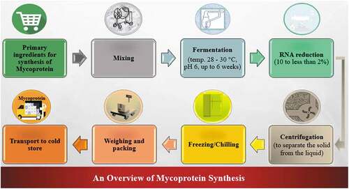 Figure 2. Overview for the synthesis of mycoprotein.