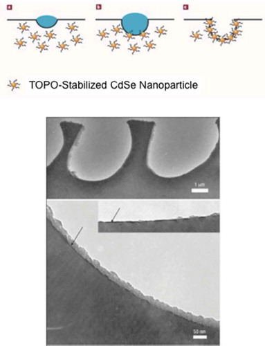 Figure 5. Schematic and cross-sectional transmission electron microscopy (TEM) images of polymer–nanoparticle composite honeycomb films. TOPO stands for trioctylphosphine oxide. Reproduced with permission from [Citation39] (Copyright 2010, Nature Publishing Group).