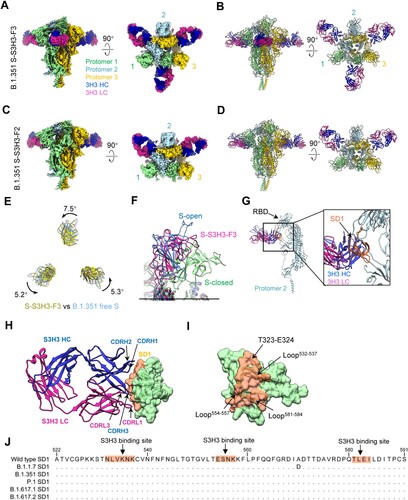 Figure 5. Cryo-EM structures of the SARS-CoV-2 B.1.351 S trimer in complex with S3H3 Fab. (A and B) Side and top views of the B.1.351 S-S3H3-F3 cryo-EM map (A) and pseudo atomic model (B). Only RBD-1 is “up.” Heavy and light chain of S3H3 Fab are shown in medium blue and violet red, respectively. (C and D) Side and top views of the S-S3H3-F2 cryo-EM map (C) and pseudo atomic model (D). (E) Conformational comparation between B.1.351 S-S3H3-F3 and the open state of B.1.351 S trimer (PDB: 7VX1). (F) RBD-1 of S-S3H3-F3 is in the transition state between “open” and “closed” (PDB: 7N1T) configuration. (G) S3H3 Fab binds SD1 of a protomer. (H and I) The interaction involved regions/residues between S3H3 Fab (H) and the SD1 (I). The S3H3 binding sites (coral) are indicated by arrows. (J) Sequence alignment of the SD1 region for different SARS-CoV-2 variants.
