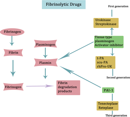 Figure 8. Prominent fibrinolytic drugs and their mechanisms of action are depicted. Urokinase and streptokinase represent the first generation of fibrinolytic drugs. These drugs can lead to systemic fibrinolytic activation. The second generation of fibrinolytic drugs comprises t-PA, scu-PA, and rhPro-UK. Tenecteplase and reteplase are categorized as the third generation of fibrinolytic drugs.