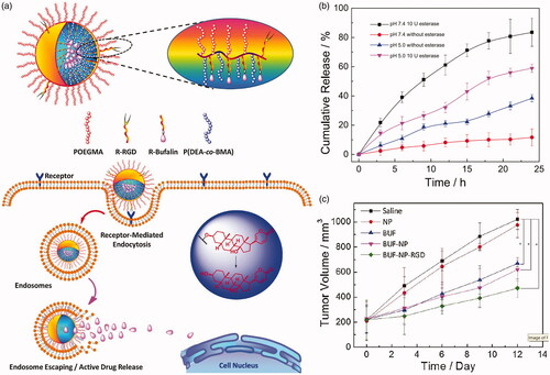 Figure 4. (a) Brush type polymeric prodrug covalently linked with BUF. (b) In vitro BUF release profiles from BUF-NP-RGD at different conditions. (c) Tumor volume changes after 12 days of intravenous injection (Shi et al., Citation2018). Copyright 2018, Elsevier. Reprinted with permission.