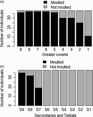 Figure 1. Moulting status of Narcissus Flycatchers. (a) Greater coverts, (b) Secondaries, and Tertials.