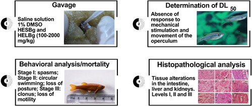 Figure 2. Experimental design with adult zebrafish.