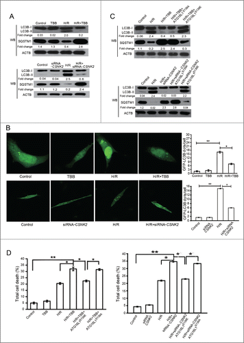 Figure 4. Inhibition of CSNK2 suppressed H/R-induced autophagy and sensitized NRVCs to H/R-induced injury. NRVCs were assigned to 4 groups: Control, NRVCs were maintained in normoxic conditions without the CSNK2 inhibitor TBB treatment; TBB, NRVCs were treated with TBB (5 μM) and incubated in normoxic conditions; H/R, NRVCs were subjected to 4 h of hypoxia followed by 3 h of reoxygenation; H/R+TBB, NRVCs pretreated with TBB for 60 min were subjected to 4 h of hypoxia followed by 3 h of reoxygenation. NRVCs transfected with scramble or siRNA-CSNK2 were also divided into 4 groups as described above: Control, siRNA-CSNK2, H/R, and H/R+siRNA-CSNK2. (A) The cells in every group were then lysed and subjected to western blotting for the expression of LC3B-II and SQSTM1. (B) Representative punctate images of GFP-LC3 in NRVCs. NRVCs were transfected with the GFP-LC3 plasmid for 24 h and then treated with or without H/R or TBB or siRNA (upper panel). GFP-LC3 aggregates were quantified using ImageJ (mean ± SD; n = 100 cells from 3 independent experiments, lower panel). (C) NRVCs were transfected with empty vector or plasmid containing WT-ATG16L1 or the S139E mutant, as indicated, for 24 h and then treated as described above in (A). Western blotting was performed to detect LC3B-II and SQSTM1 protein levels. (D) Quantitative assessment of total cell death by ANXA5/PI staining. Flow cytometry results were displayed as quantitative bar graphs. Data are representative of 3 independent experiments and expressed as means ± SD. *, P < 0.05; **, P < 0.01; ***, P < 0.001.