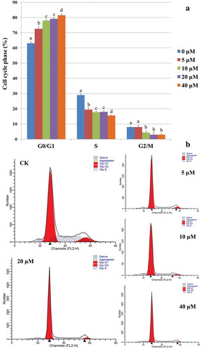Figure 1. OTA inhibited the cell cycle progression of HKC cells. (A) Semiquantitation of the diploid analysis by flow cytometry. HKC cells were treated with 0 μM, 5 μM, 10 μM, 20 μM, and 40 μM OTA for 24 h, respectively. The values were expressed as the mean ± SD for three biological replications. Different lowercase letters indicate significant differences (p < 0.05). (B) Cell cycle histograms of cells exposed to 5 μM, 10 μM, 20 μM, and 40 μM OTA or to serum-free medium as a CK for 24 h, respectively. Data are shown for one representative experiment.