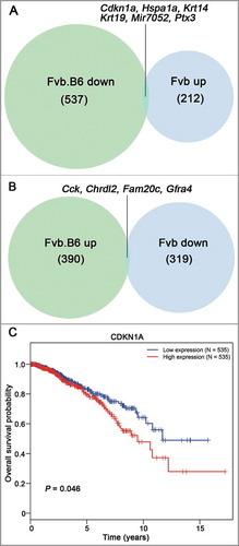 Figure 4. Venn diagram showing the inversely expressed genes between the Fvb.B6 mice and Fvb mice. (A-B) Venn diagram showing the numbers of the DEGs at both the adenoma and late carcinoma stages in the two types of mice. Six genes were down-regulated in the Fvb.B6 mice but up-regulated in the Fvb mice (A), and four genes were up-regulated in the Fvb.B6 mice but down-regulated in the Fvb mice (B). (C) Correlation of CDKN1A expression with overall survival for BRCA patients. The data were retrieved from The Cancer Genome Atlas (TCGA) database. The survival curves were plotted using the Kaplan–Meier method and compared using the log–rank test.