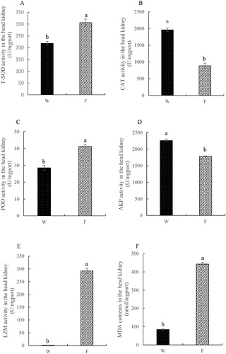 Figure 3. Activities of total superoxide dismutase (T-SOD), catalase (CAT), peroxidase (POD), lysozyme (LZM), alkaline phosphatase (AKP) and malondialdehyde (MDA) contents in the head kidney (W – wild caught group, F – cultured group).